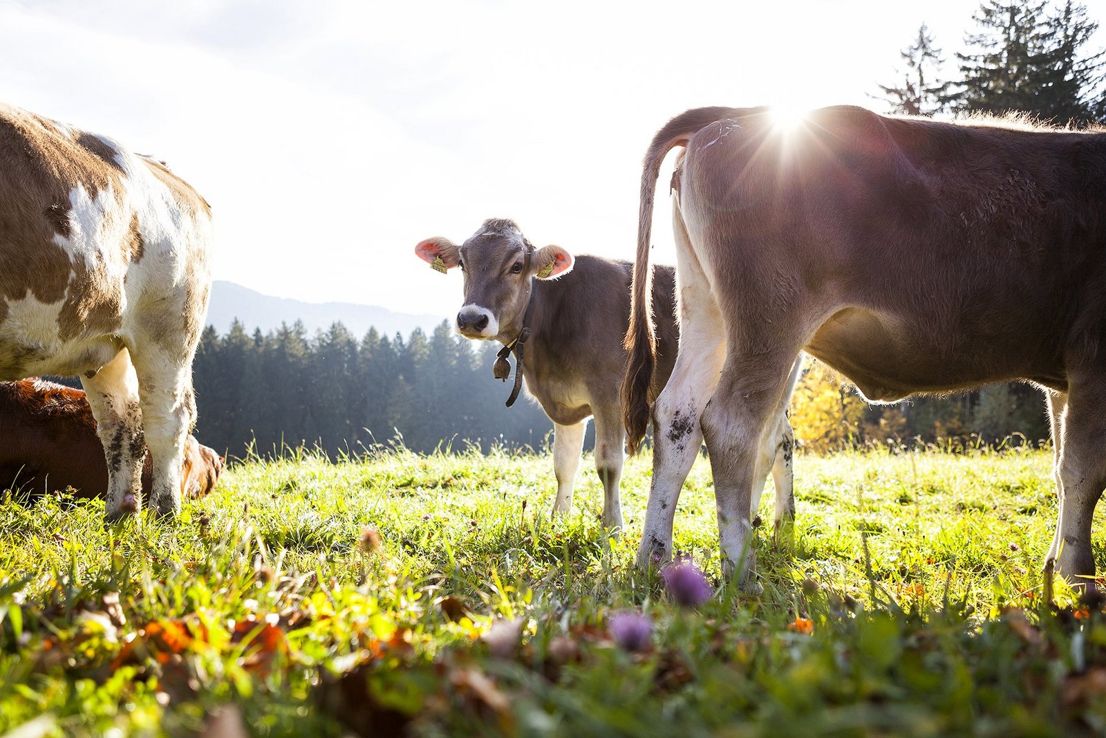 Eine Gruppe glücklicher Kühe auf dem Käselehrpfad