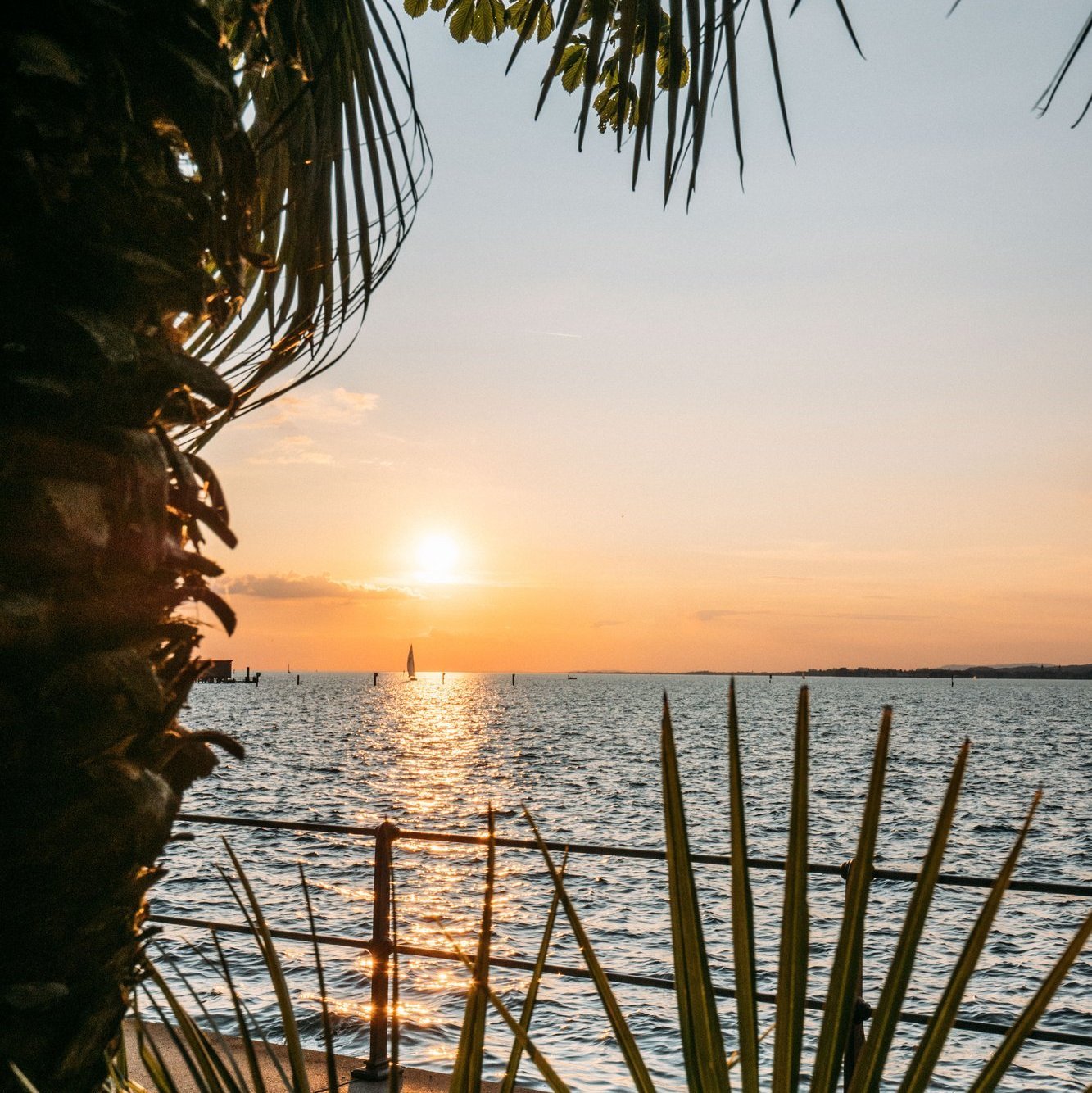 Blick auf den Sonnenuntergang m Bodensee mit einer Palme im Vordergrund